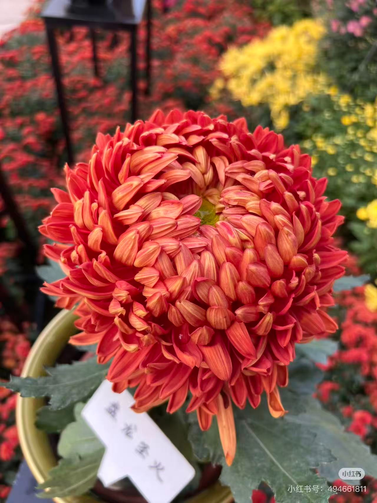 【盘龙圣火独本】超A级稀有品种 高端菊花 精挑细选 原盆原土发货