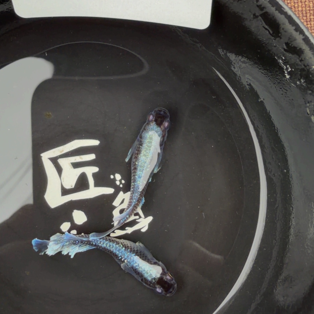 青鳉鱼609.新午夜一对