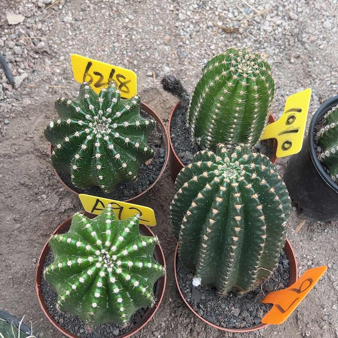 金刚4棵，偏远不包邮