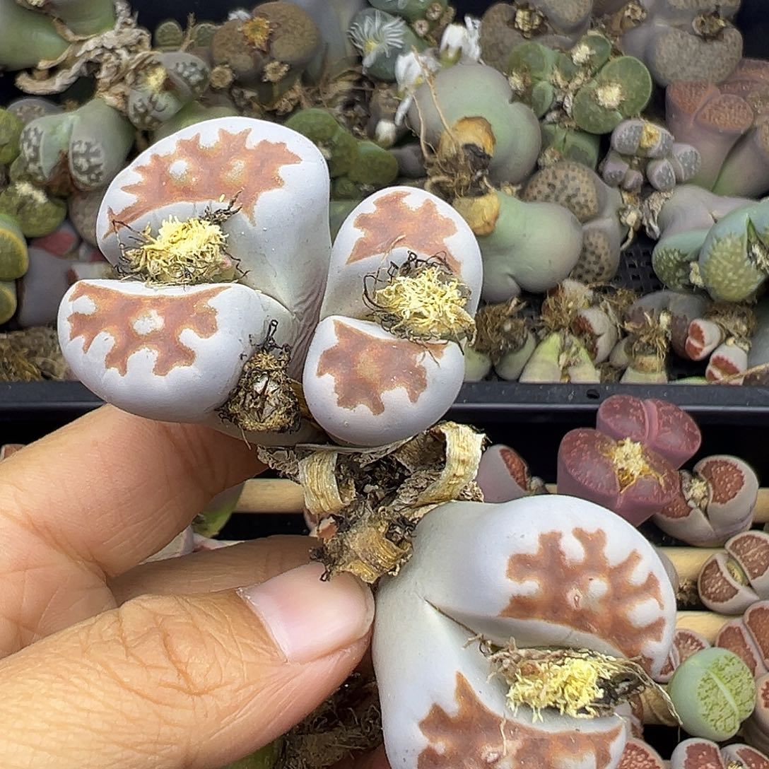 A****i638下播福利炸111111111