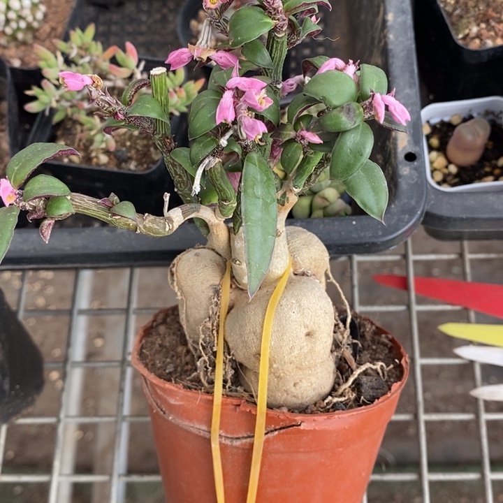 伯克利和格蕾纳的故事都