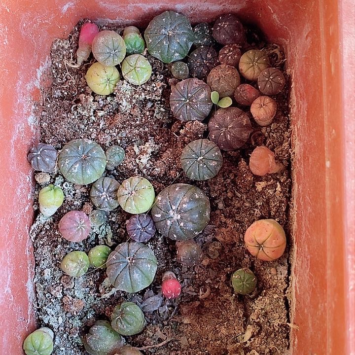 特价小豆苗一组0.5至1厘米