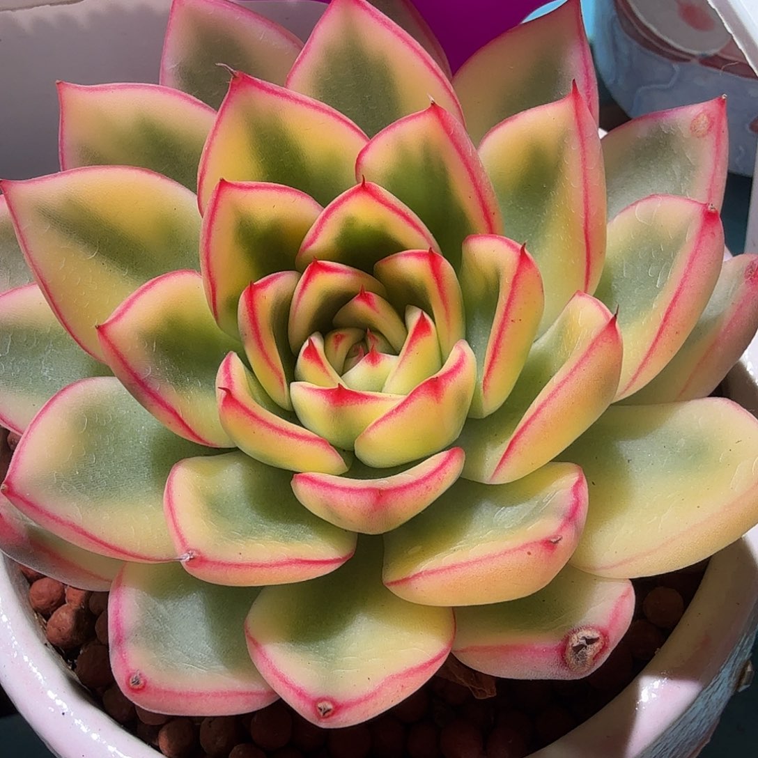 阿斯娜锦，多肉植物