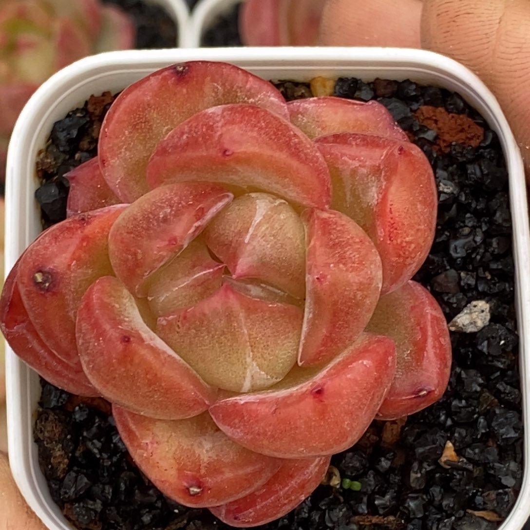 天官赐福百无禁忌