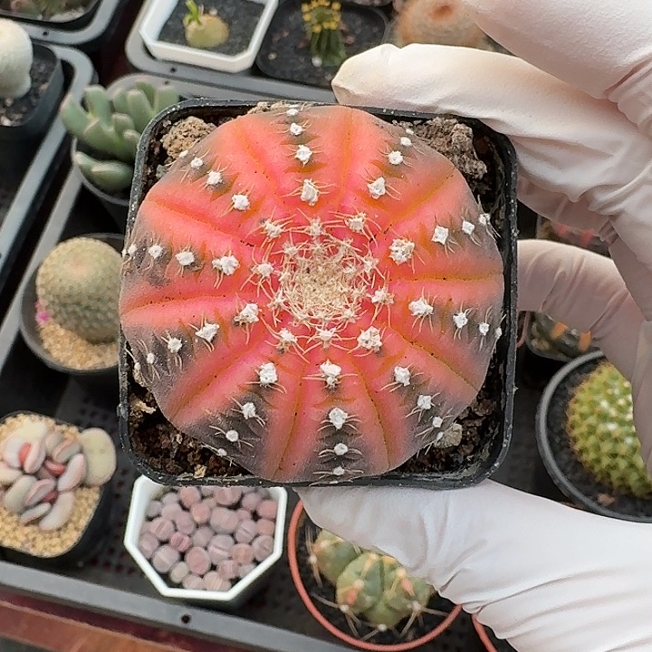 拉根锦仙人球1234