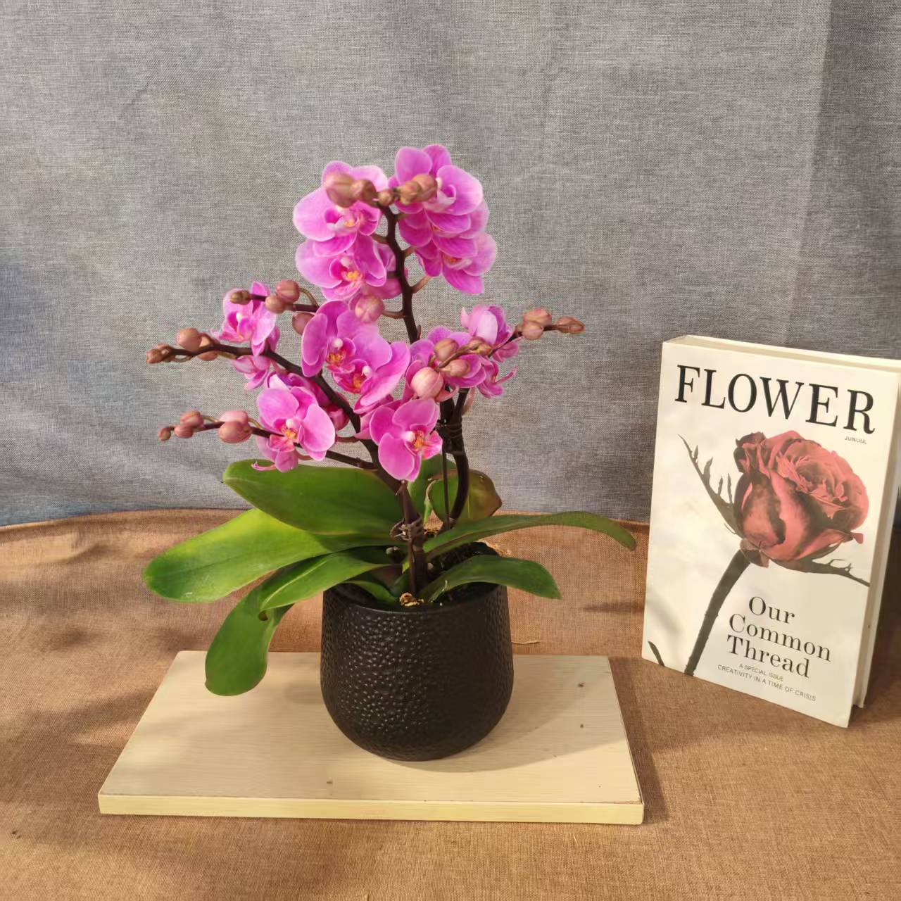 鲜花【十里桃花】蝴蝶兰室内种植观赏送礼带花发货