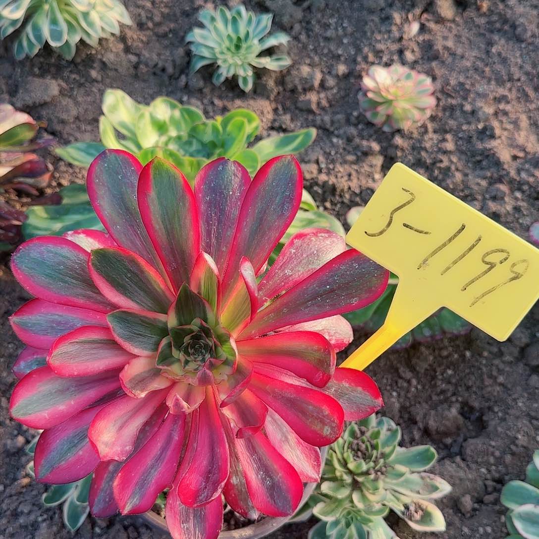 3-1199---多头多肉无毒白