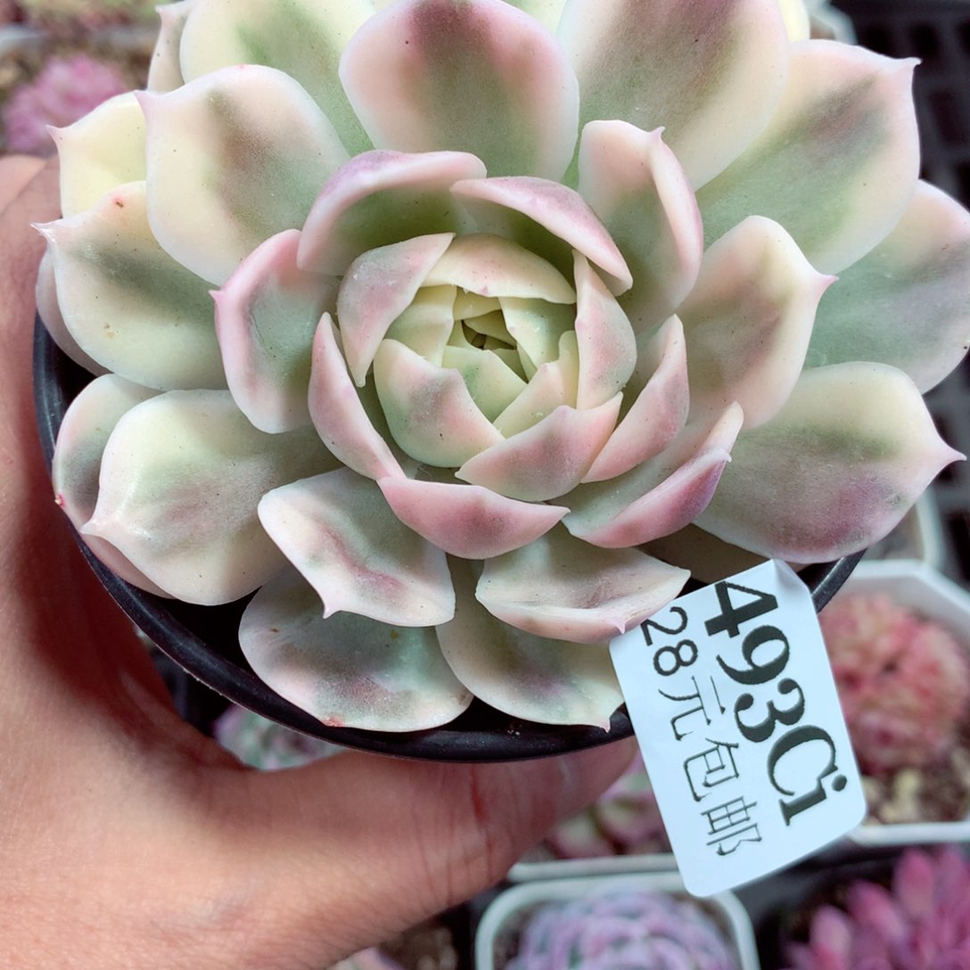 5厘米盆精控多肉493