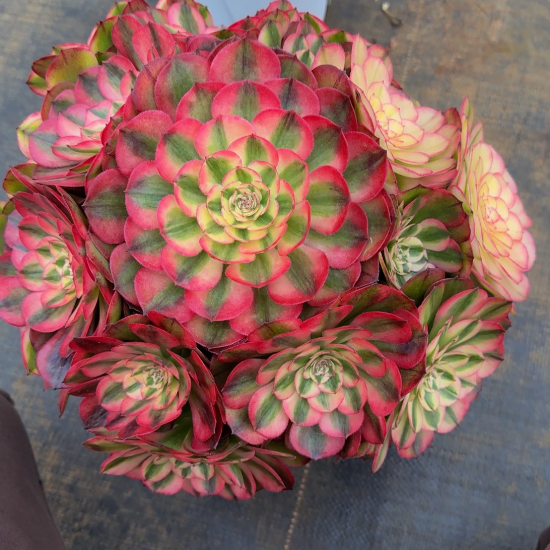 ****丹红豆 精品法师 锦