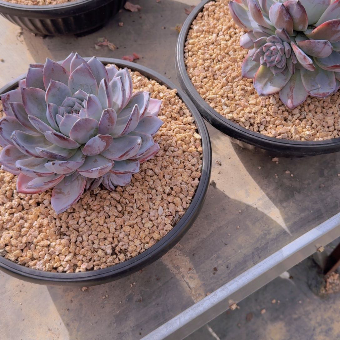 风***19-2紫卡2颗多肉植物