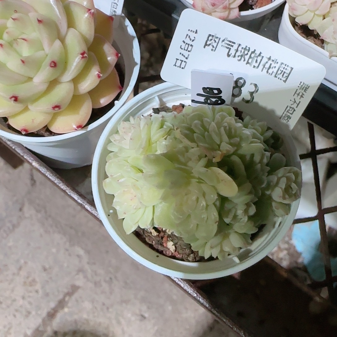 1207--483明月珠多肉一物一拍