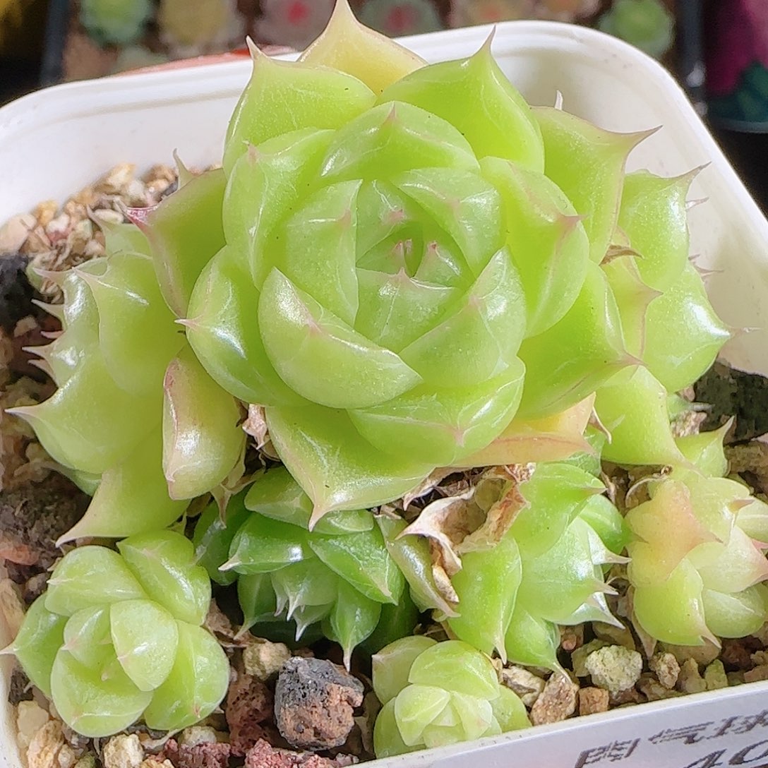 1028--404麦秆优选不包整