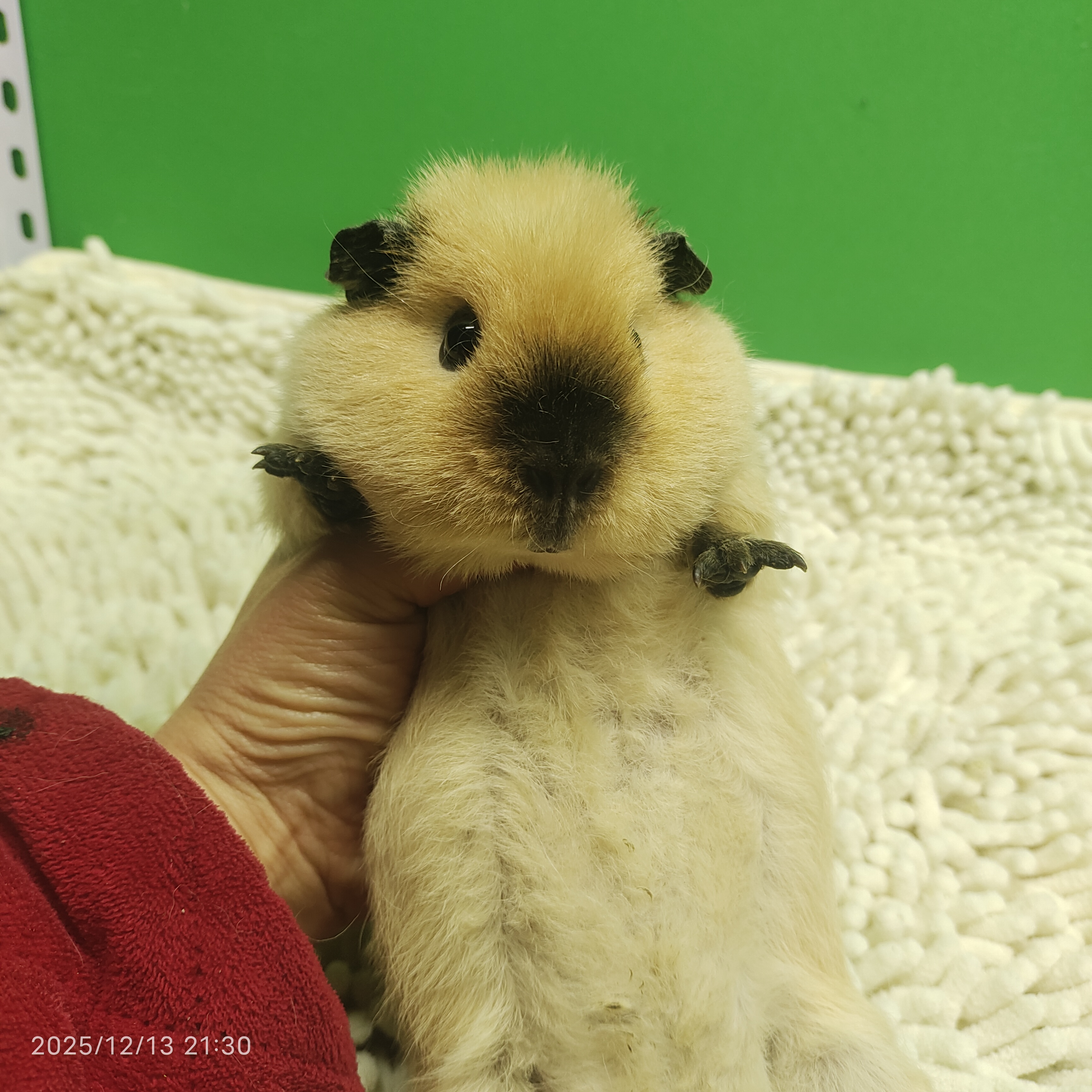 宠物豚鼠奶黄妹妹