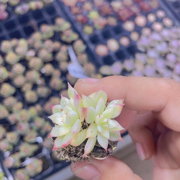 女雏锦【满10颗包邮】