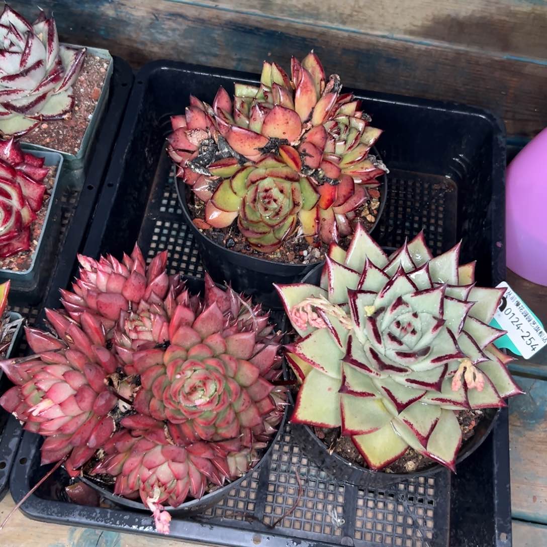 多肉一物一拍0124-254