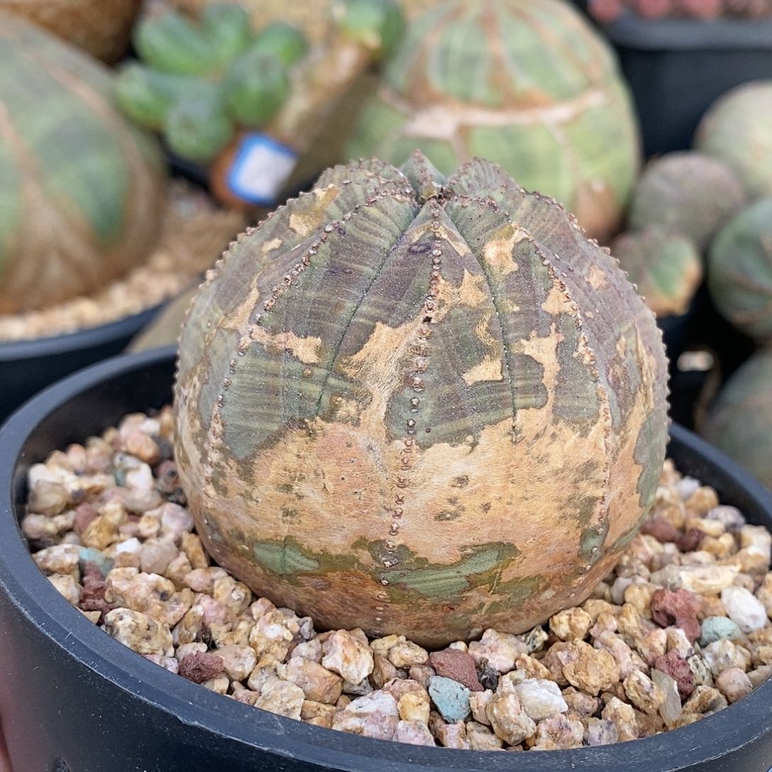 欧系布纹球多肉植物