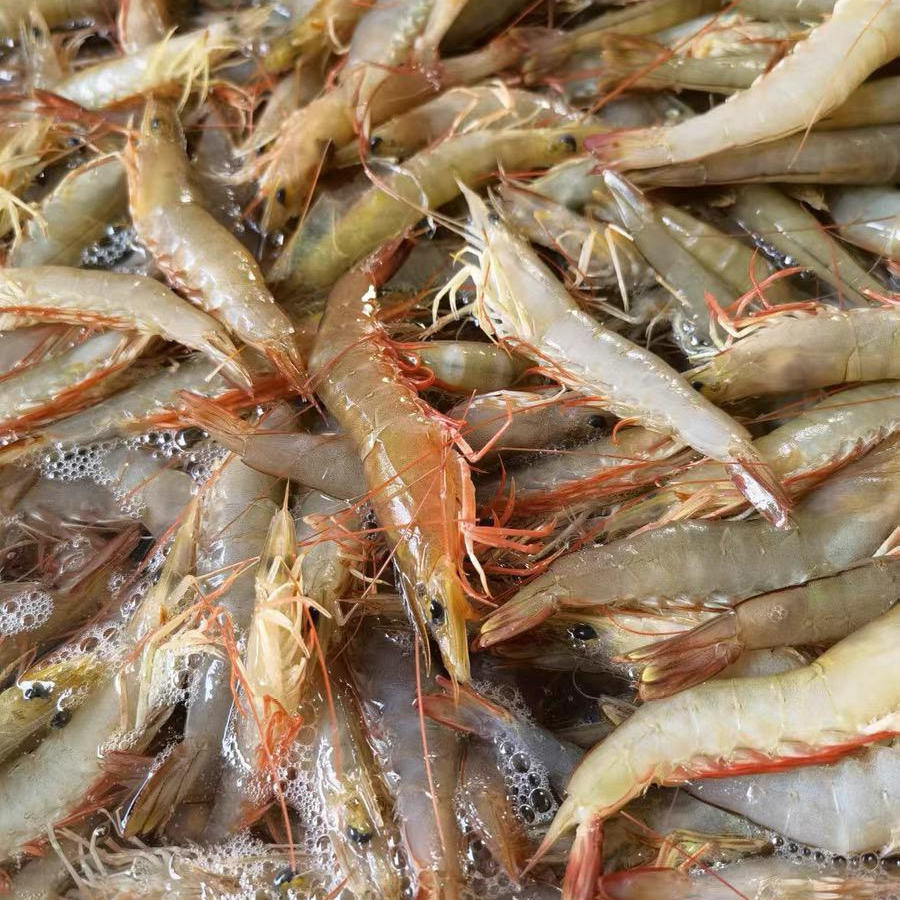 野生沙卢虾麻虾 极速锁鲜发货 全国顺丰冷链包邮 25-30条/斤