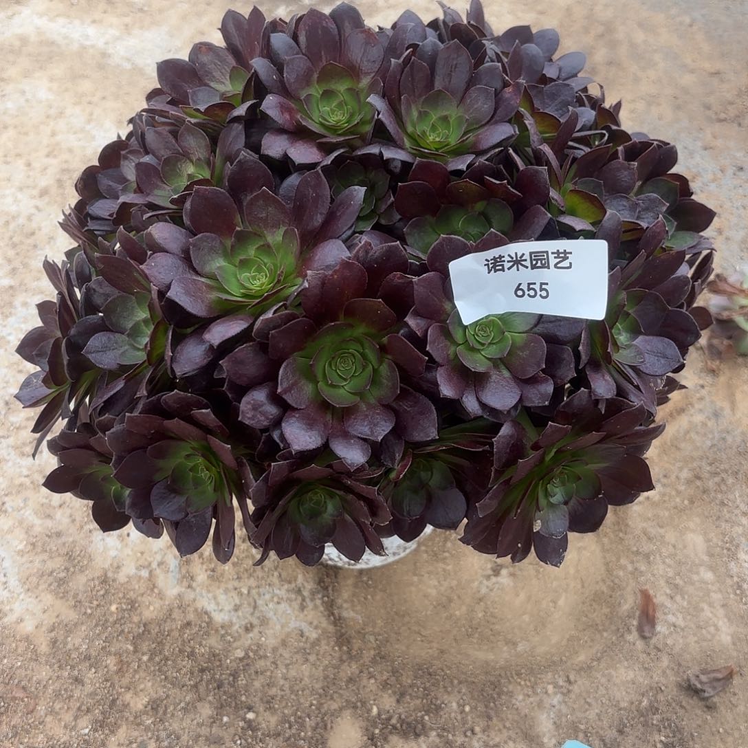 黑美人绣球多肉植物655