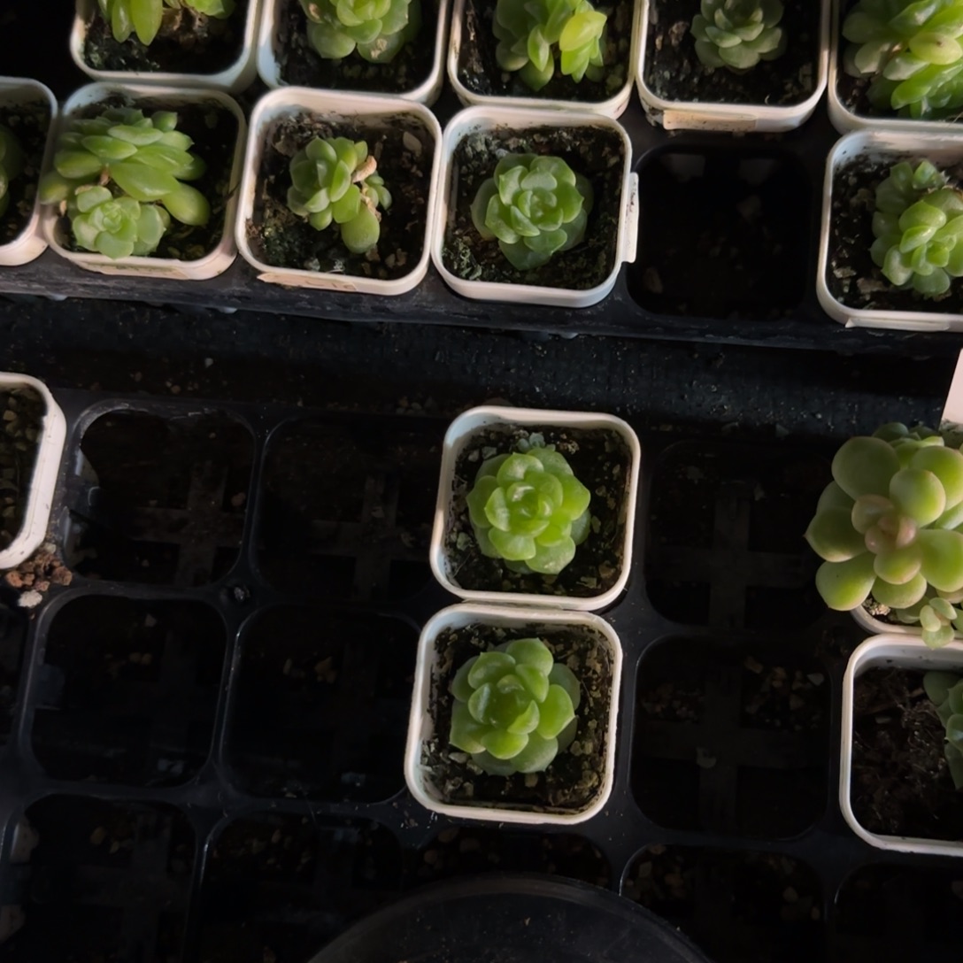 C16 财富中苗盆一个满25包邮