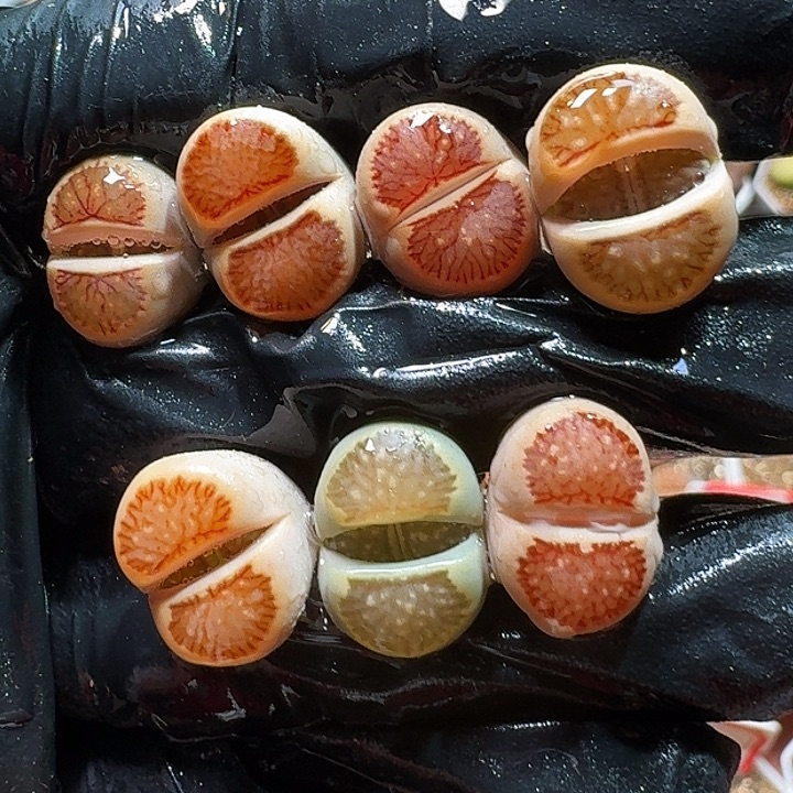生石花111111111。    333