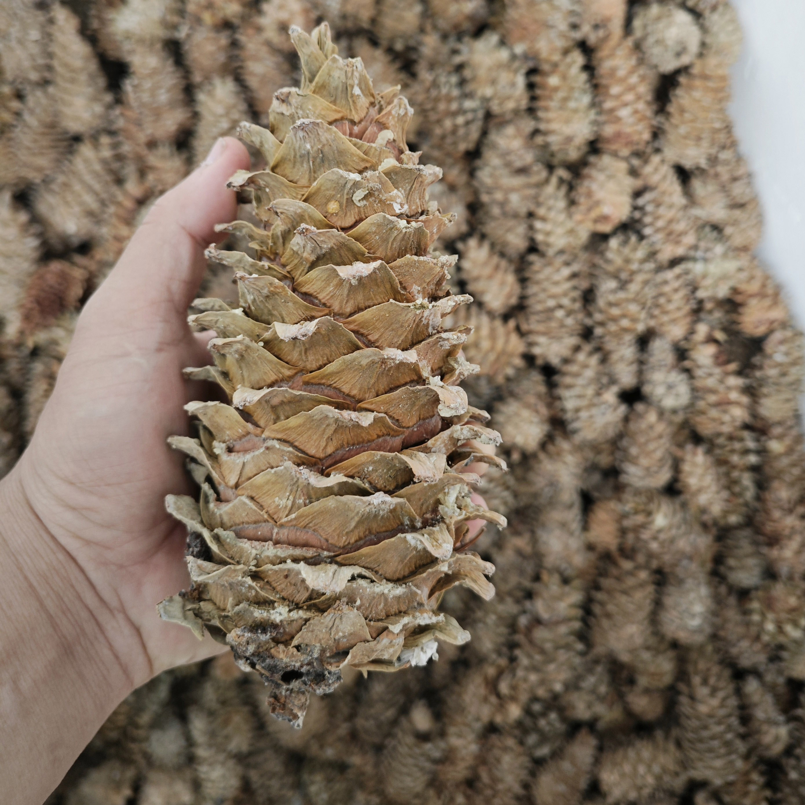 2025东北松塔干货里面有生松子圣诞节树装饰挂件松鼠粮食摆件