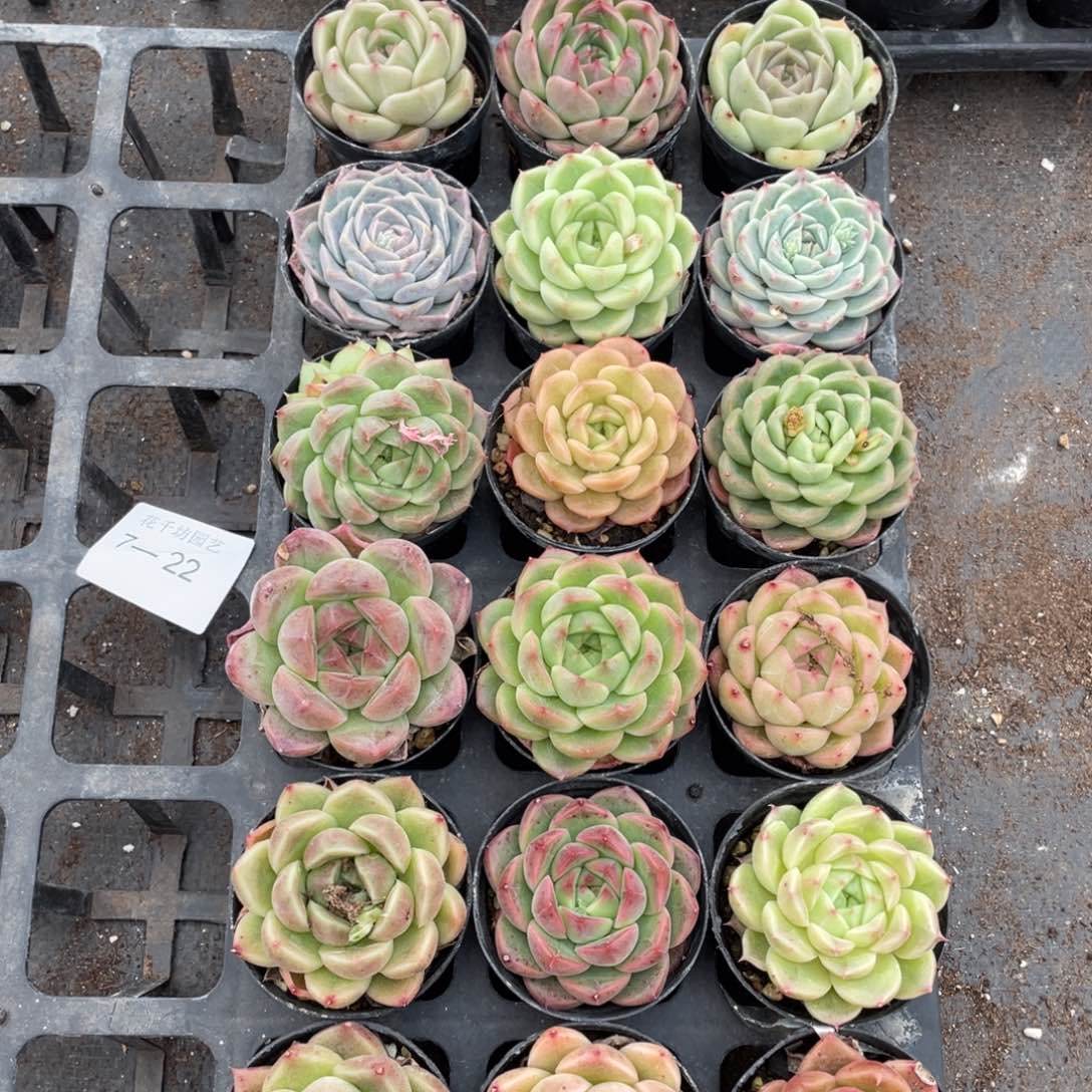 一物一拍18颗7-22