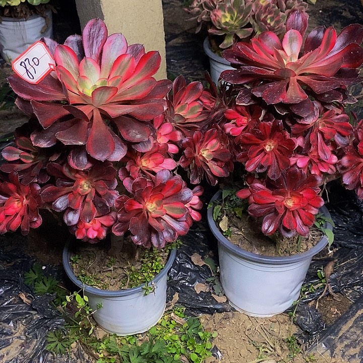 香奈儿两棵老桩法师830号