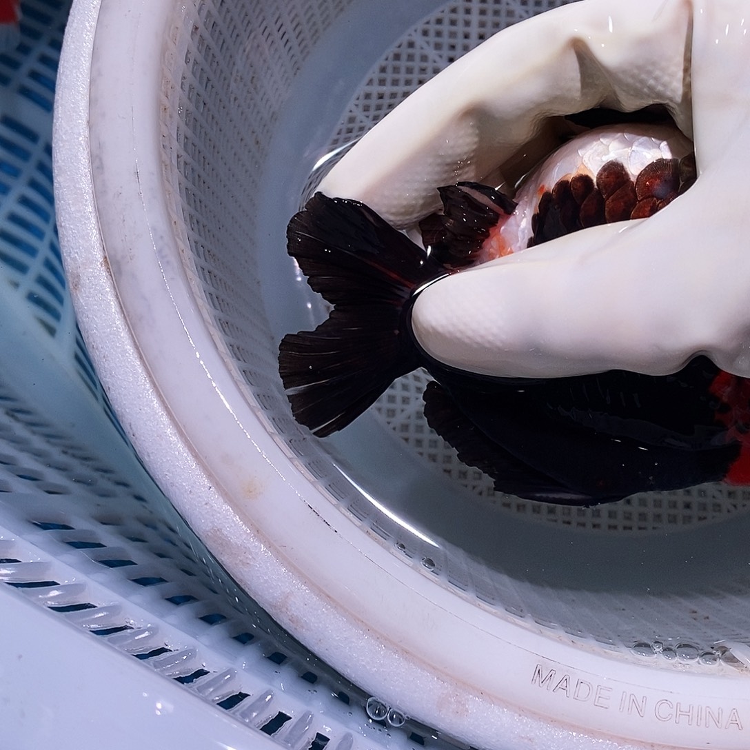 觑***尘海水鱼卷尾一条玛丽鱼