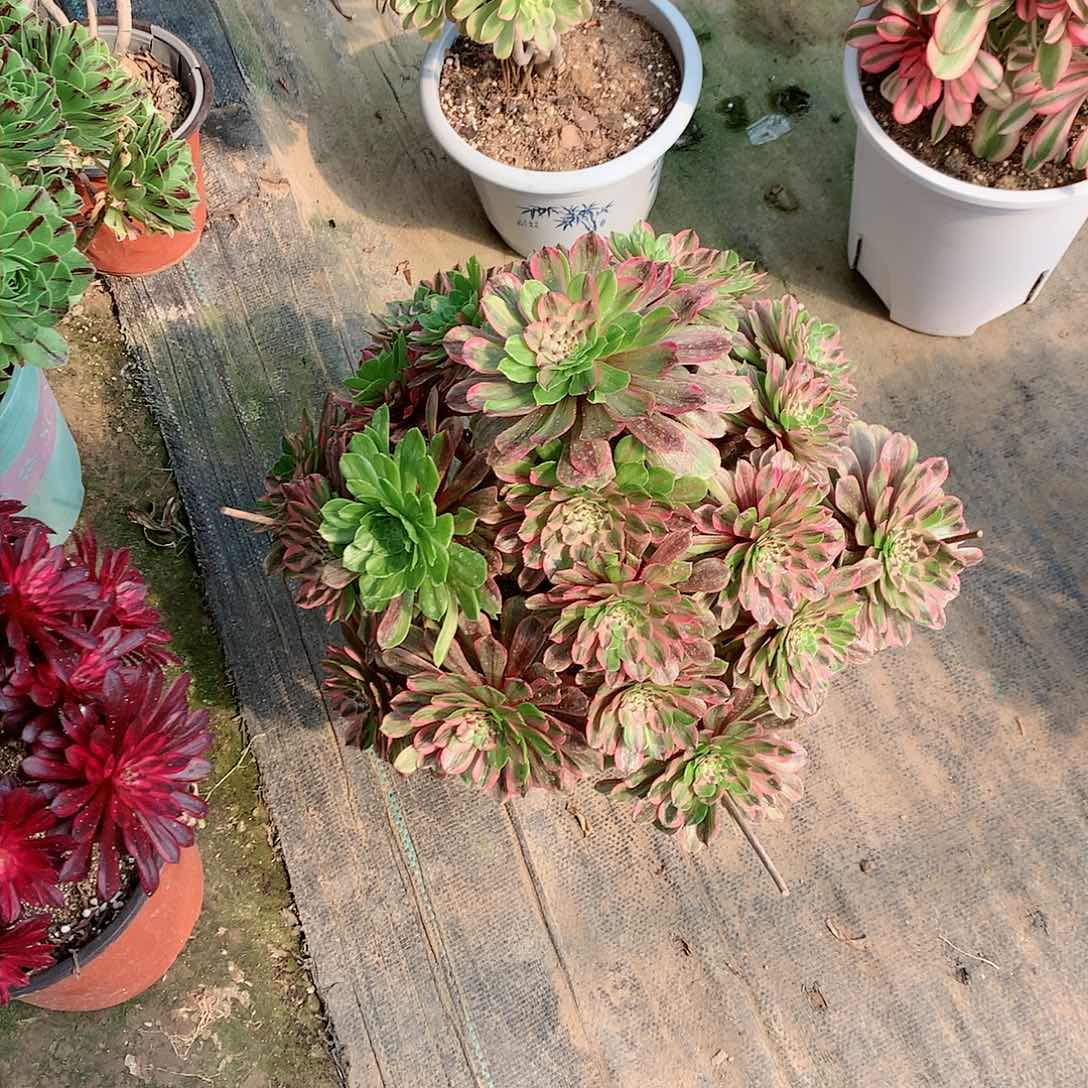 【闪购商品】梅****溪粉黛，多肉