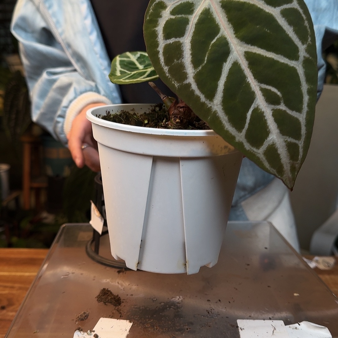 完全开放T69skg银红杂银骑士