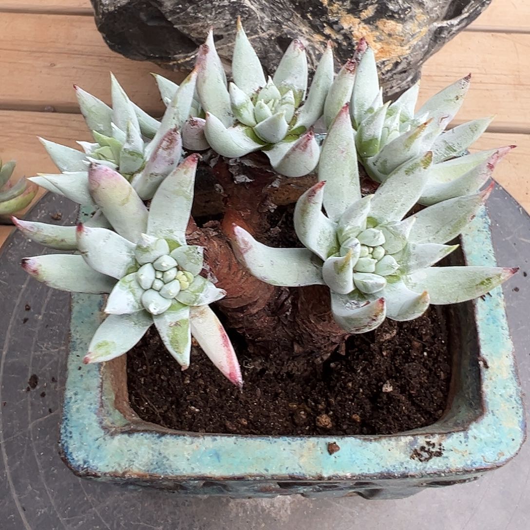 7776奴婢吉娜仙女杯多肉