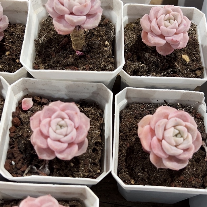       两盆        兔兔糖