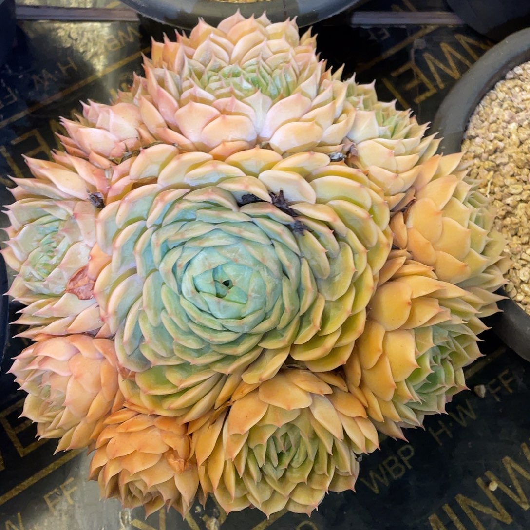 多肉植物一物一拍