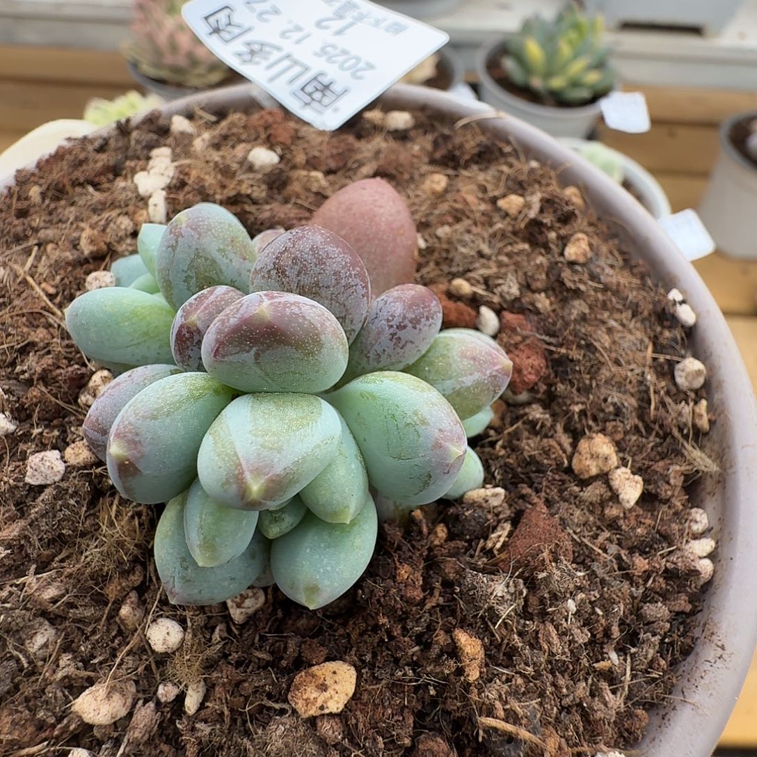 弗莱布11111227-12