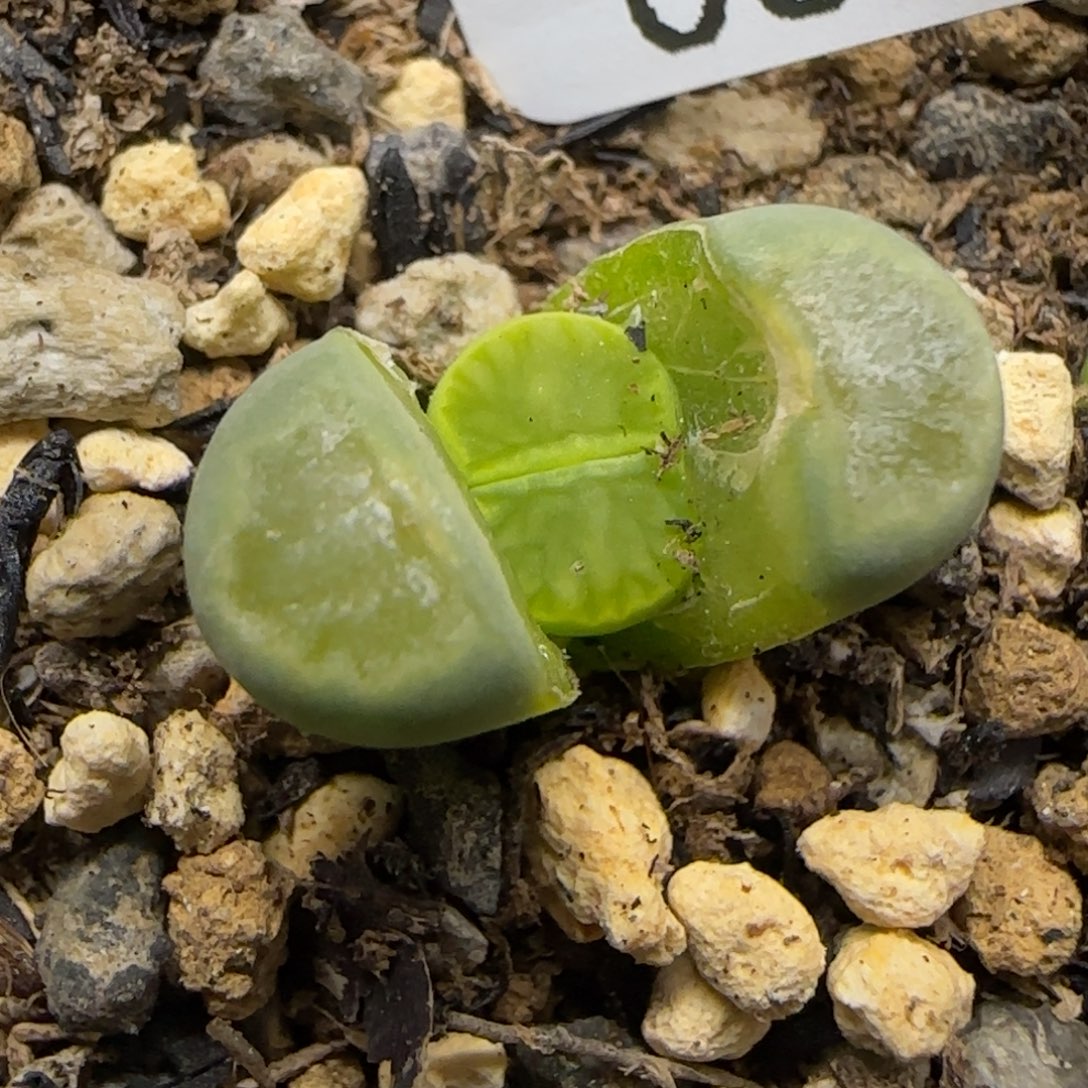 0378。绿巴黎绿菊。。。。。