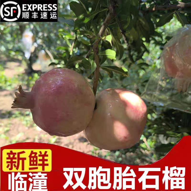 临潼双胞胎石榴特级当季新鲜水果一枝两果摆件订婚结婚贡品水果
