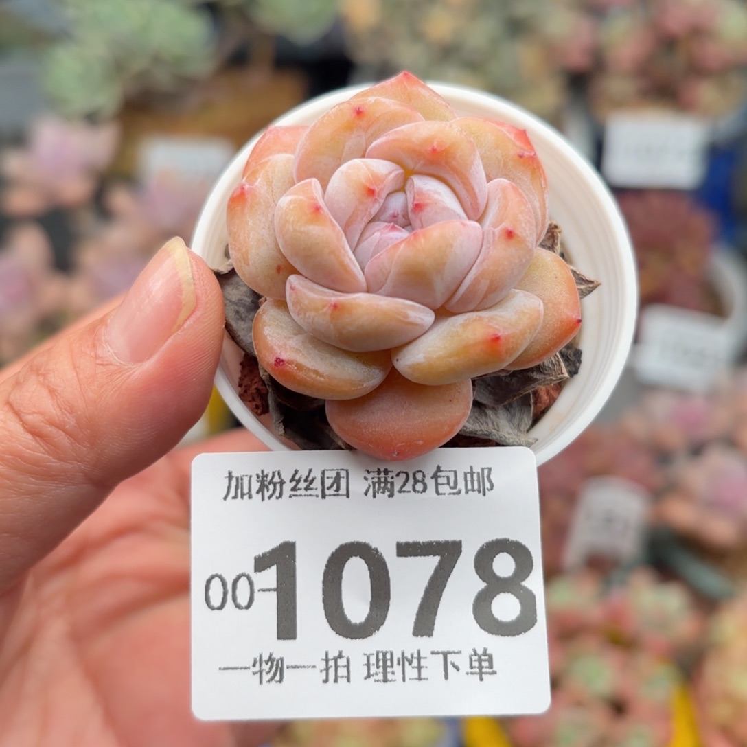 石榴籽单头多肉多肉