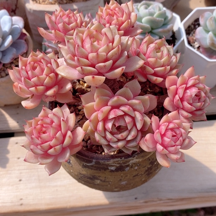 苯巴蒂斯 韩货精品