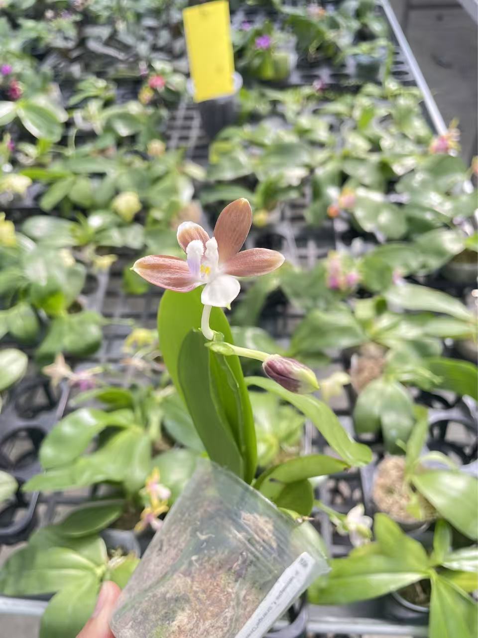 橘色梦想咖啡盾2.5寸杯苗花期长网红盆栽原生趣味跳瓣蝴蝶兰