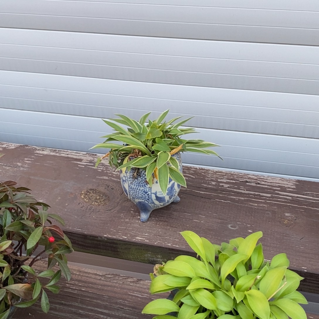 一***缘无花朵草              