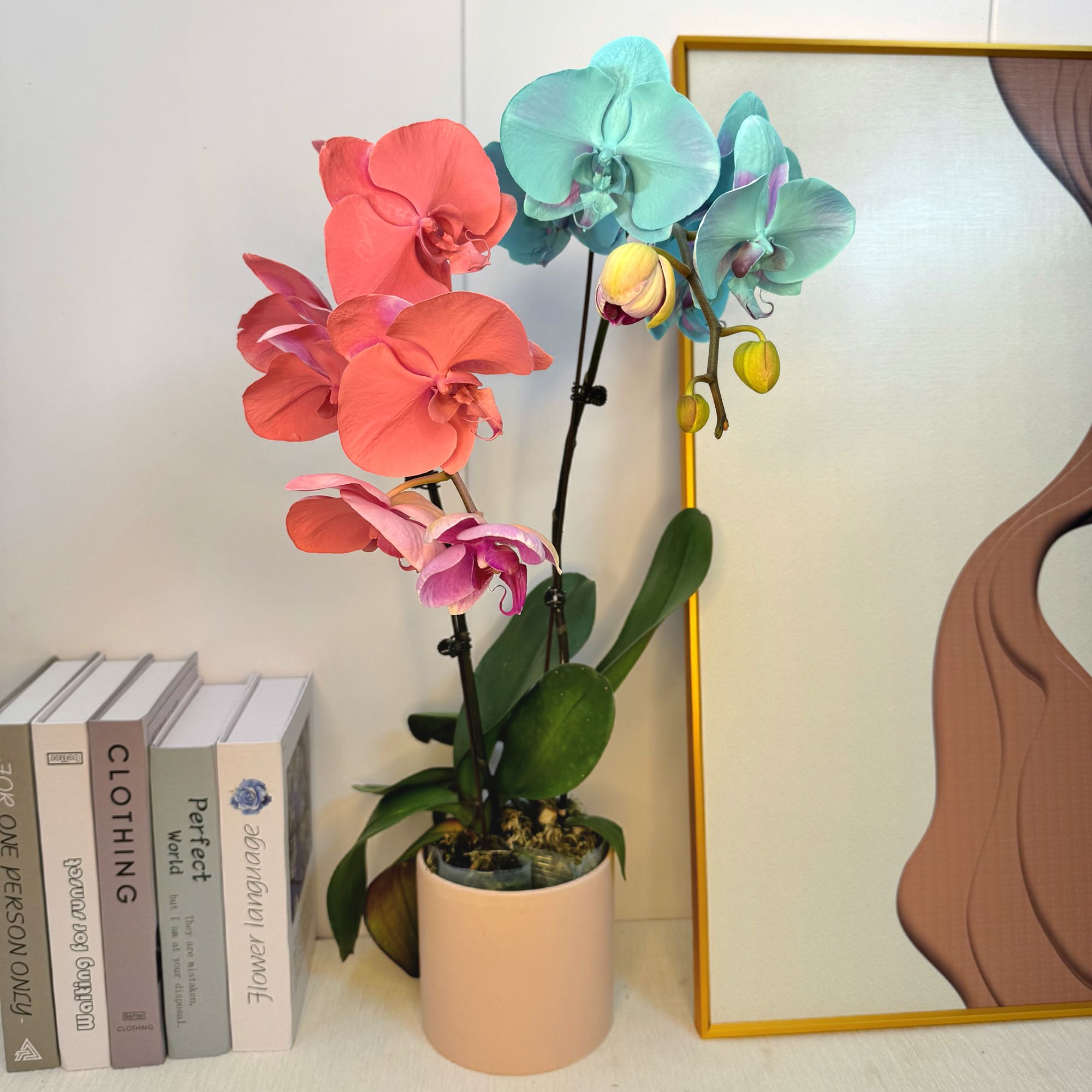 【绝代双骄】V3大寸杯进口渲染艺术工艺 带花苞绿植花卉 送礼蝴蝶兰