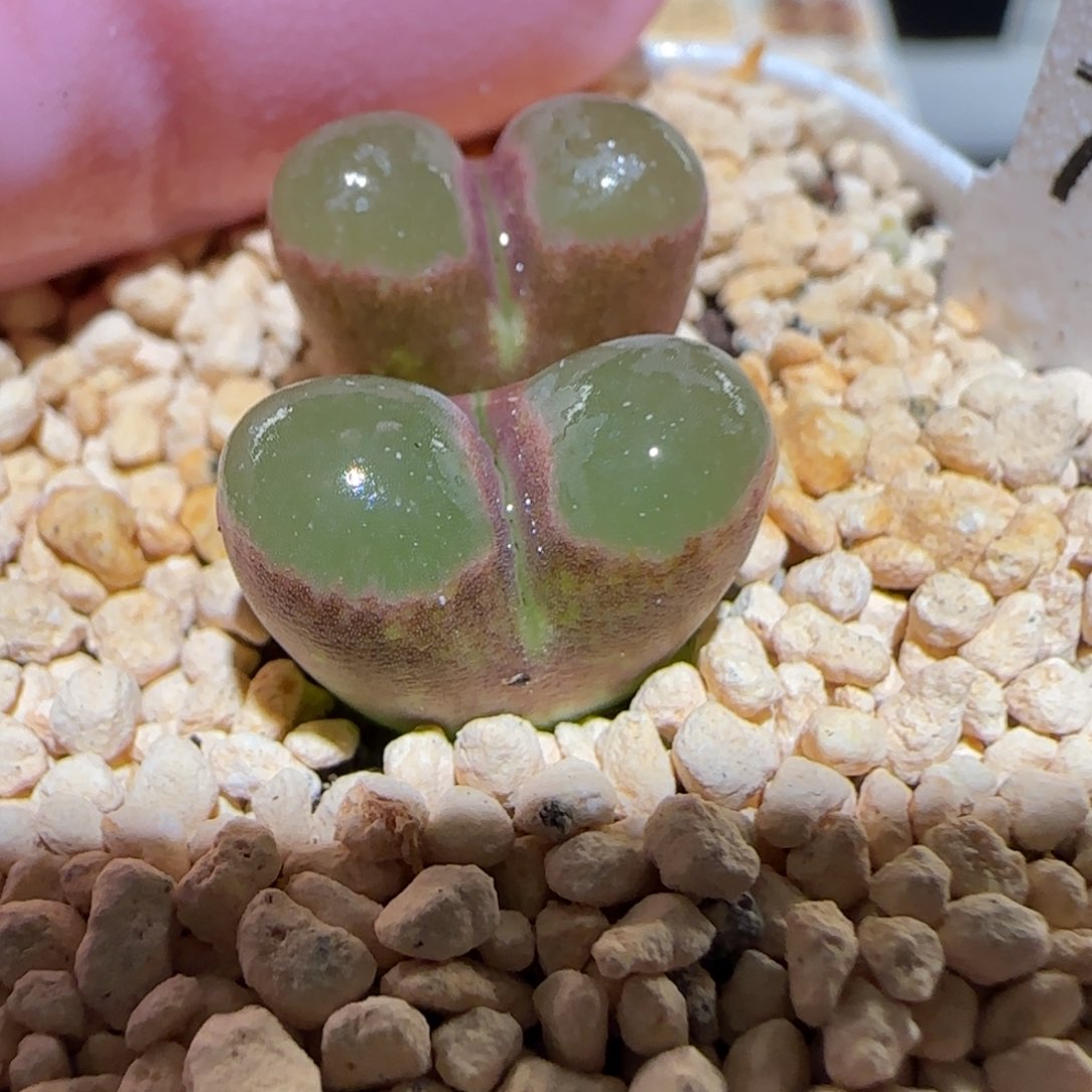 肉锥多肉植物百科6-CR1393磁铁649