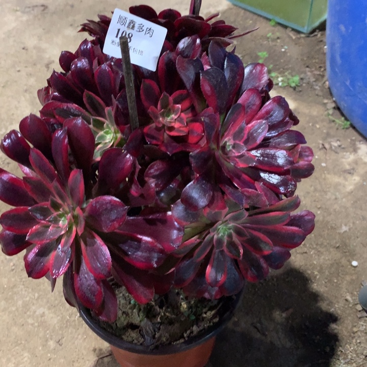 好***～108蒙娜丽莎多肉植物特价