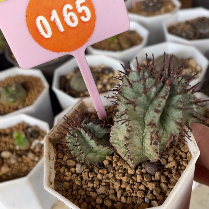 白衣魁伟玉01650165