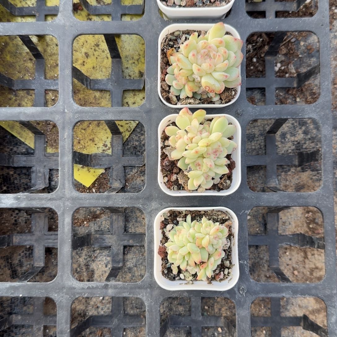 6头174 盆一个满25包邮