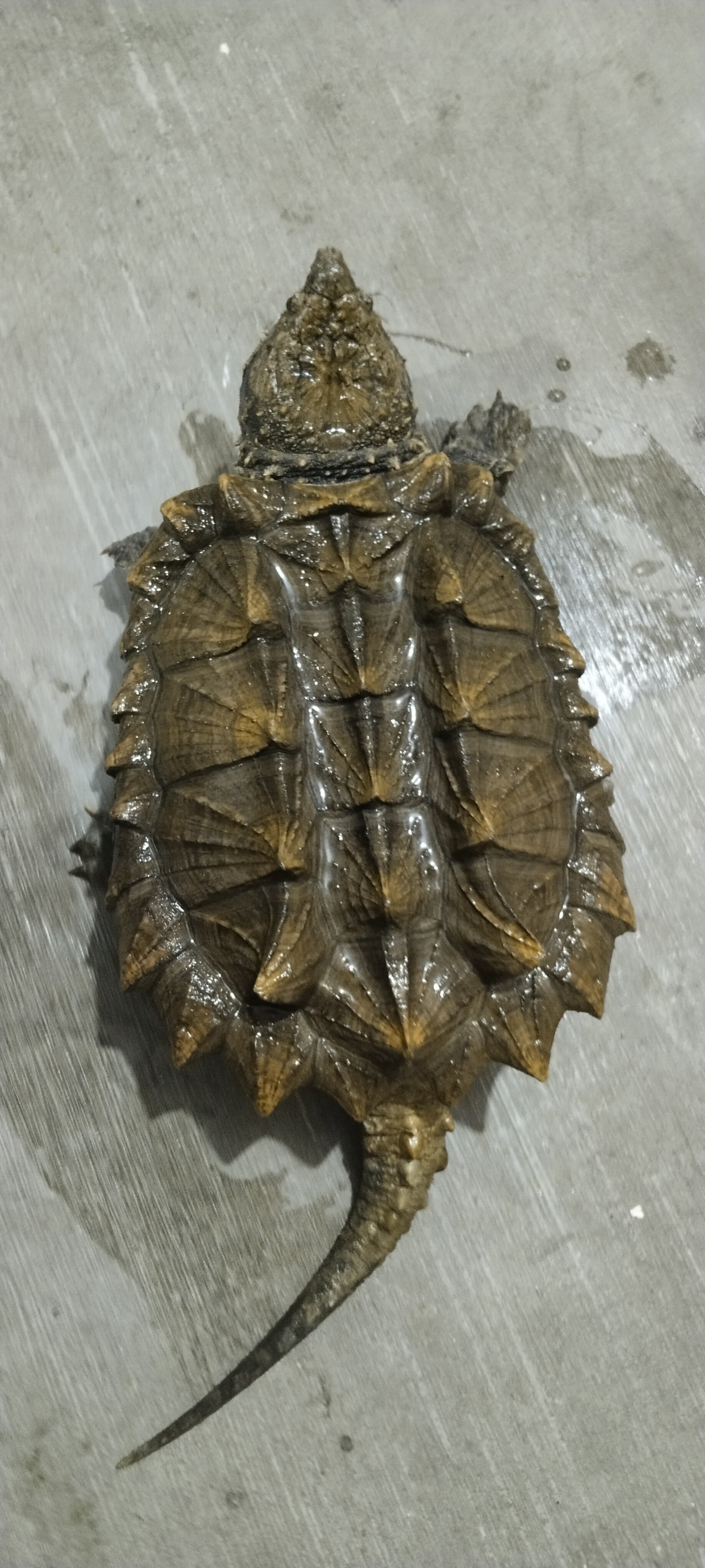 背甲28公分大鳄龟，胡子磨损，其余全品