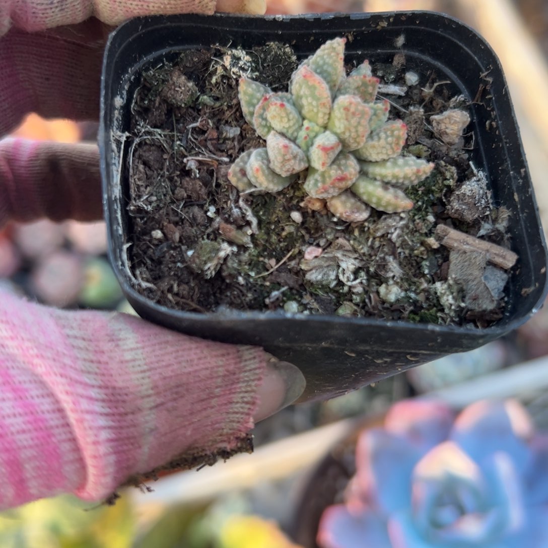 多破植物中央音乐学院