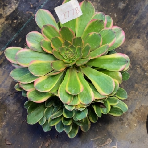 半夏多肉植物2778