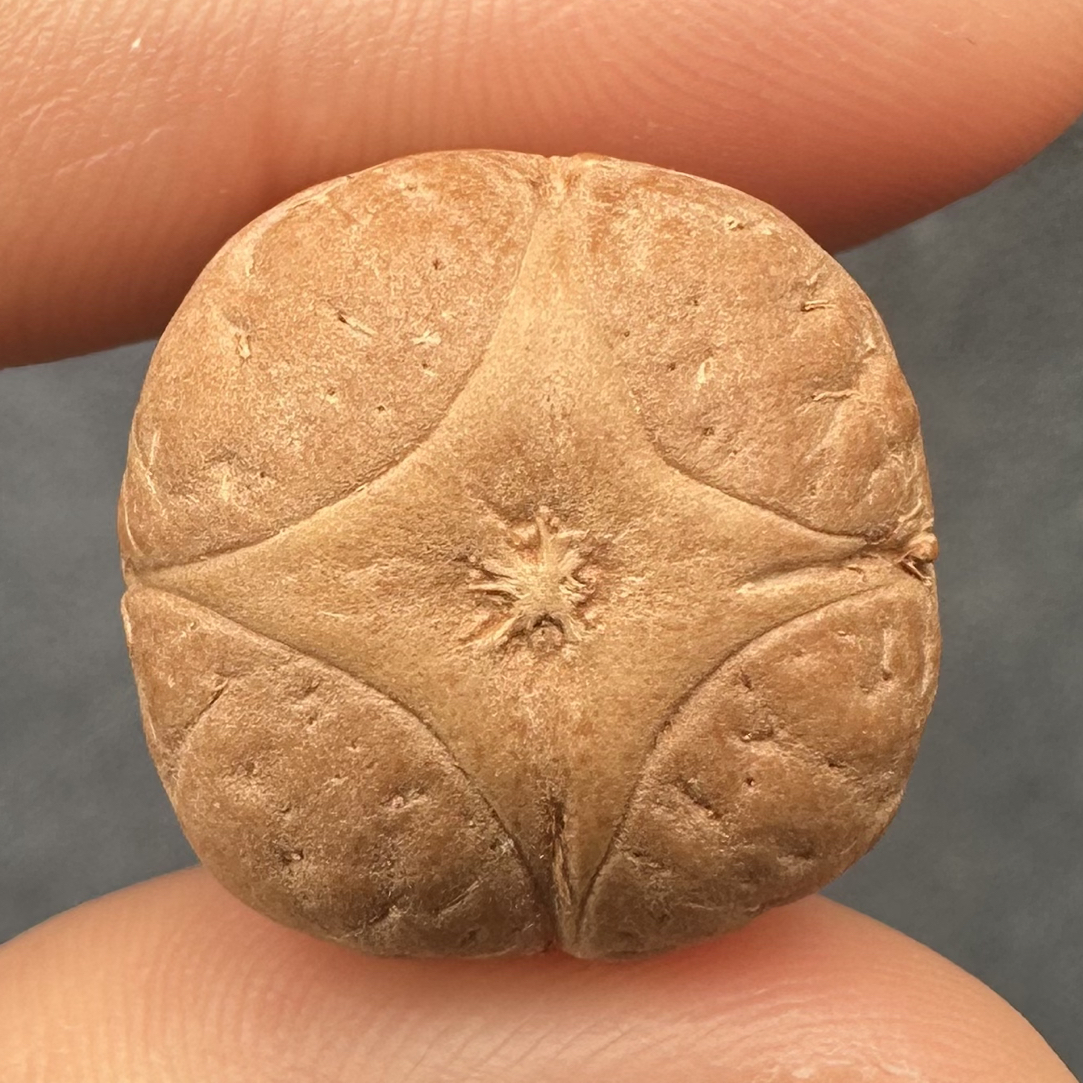 尼泊尔凤眼菩提麒麟眼18mm 