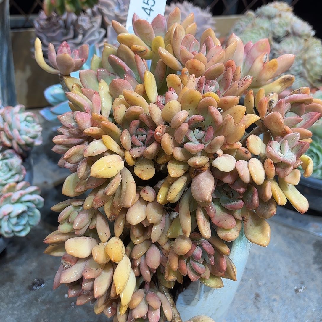 同温层多肉桃花岛458